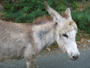 Since I don't have a picture of an ox the donkey from St. John will have to do